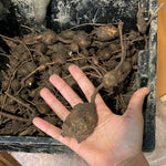 American Groundnut held in the palm of a hand with more groundnuts in the background.