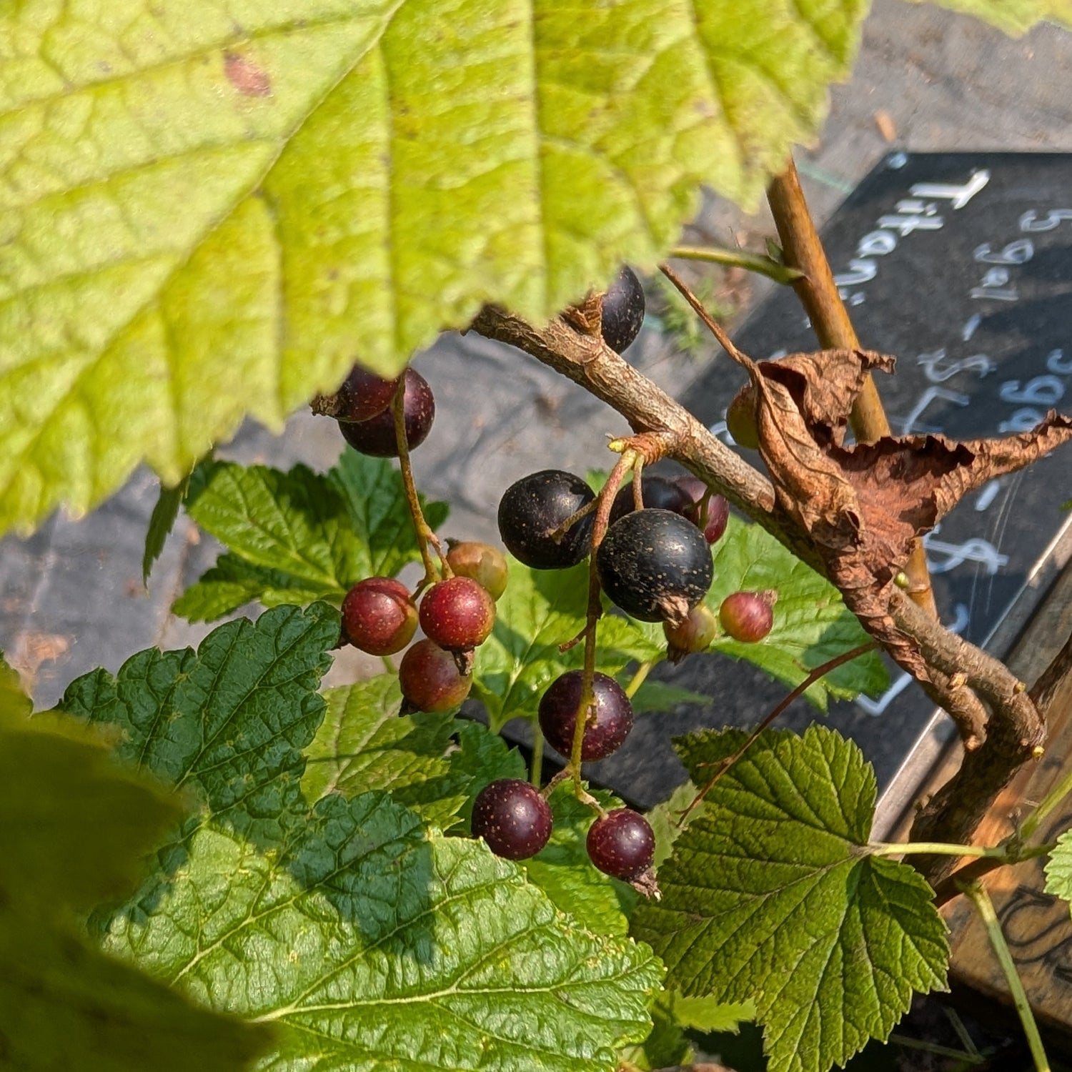 Potted Consort Currant