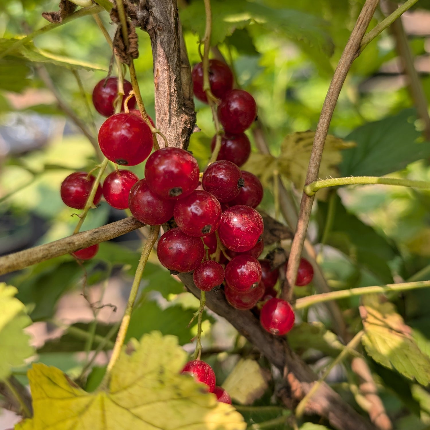 Potted Rovada Currant