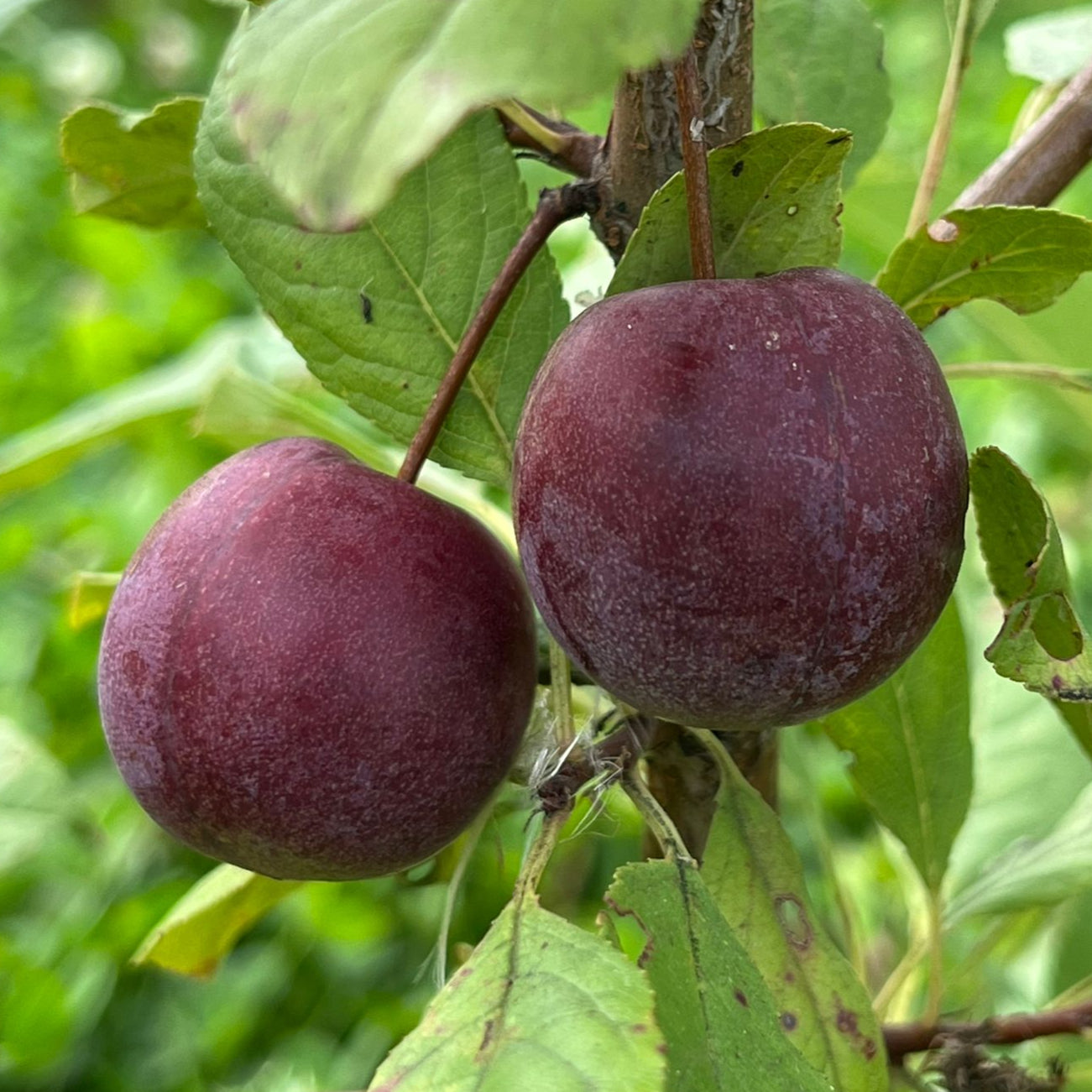 Sapa Chum Bareroot