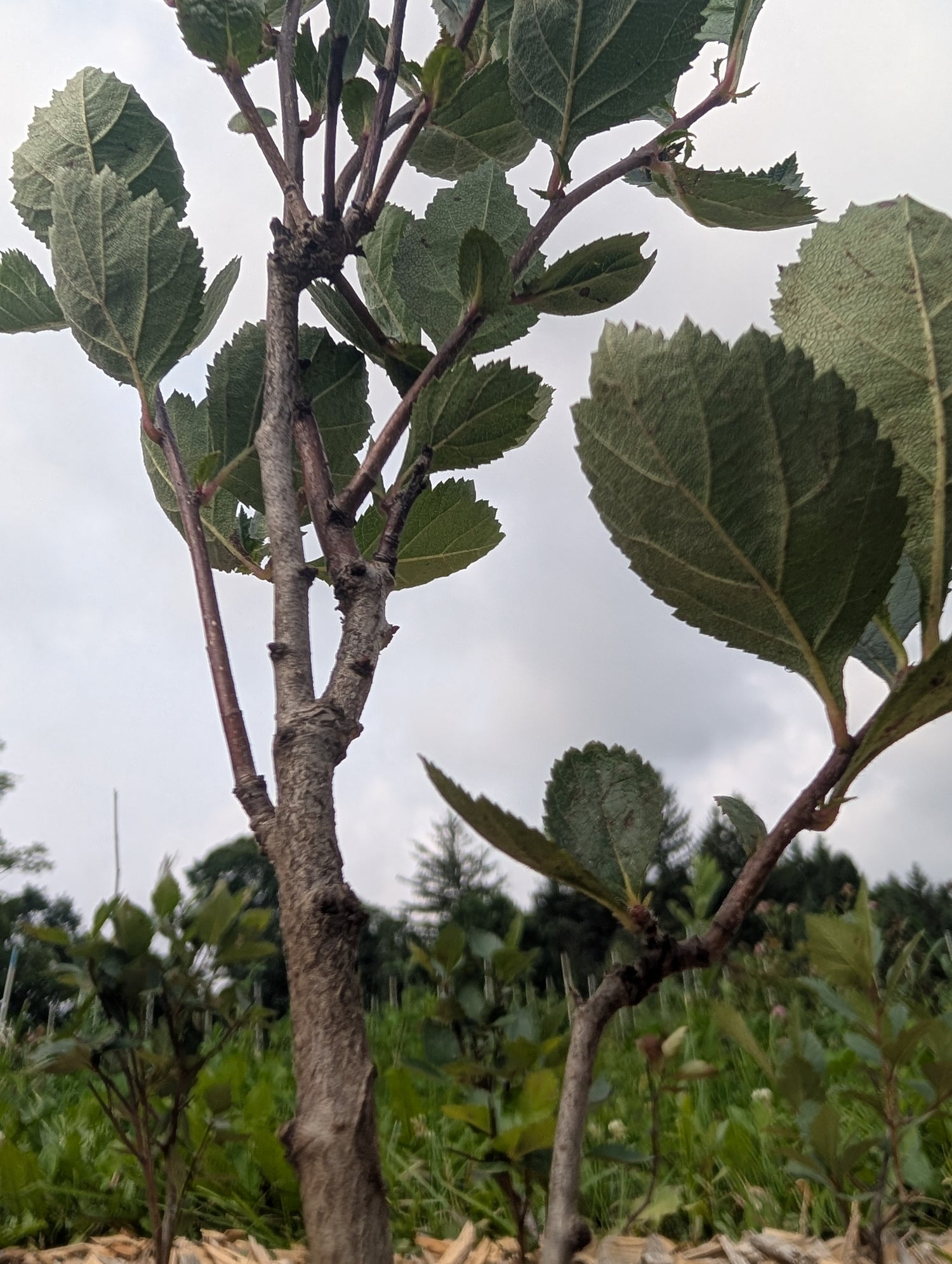 Round-Leaved Hawthorn Seedling Bareroot