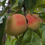 Canadian Harmony Peaches in the tree.
