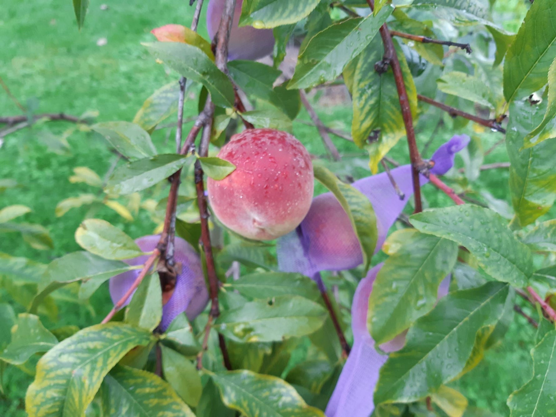 Canadian Harmony Peach in the tree.