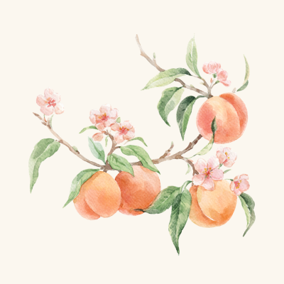 White Knight Peach Budwood