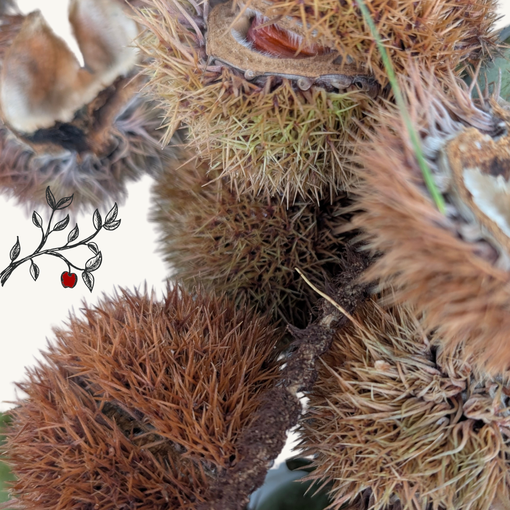 Sweet Chestnut Seedling (Bareroot)