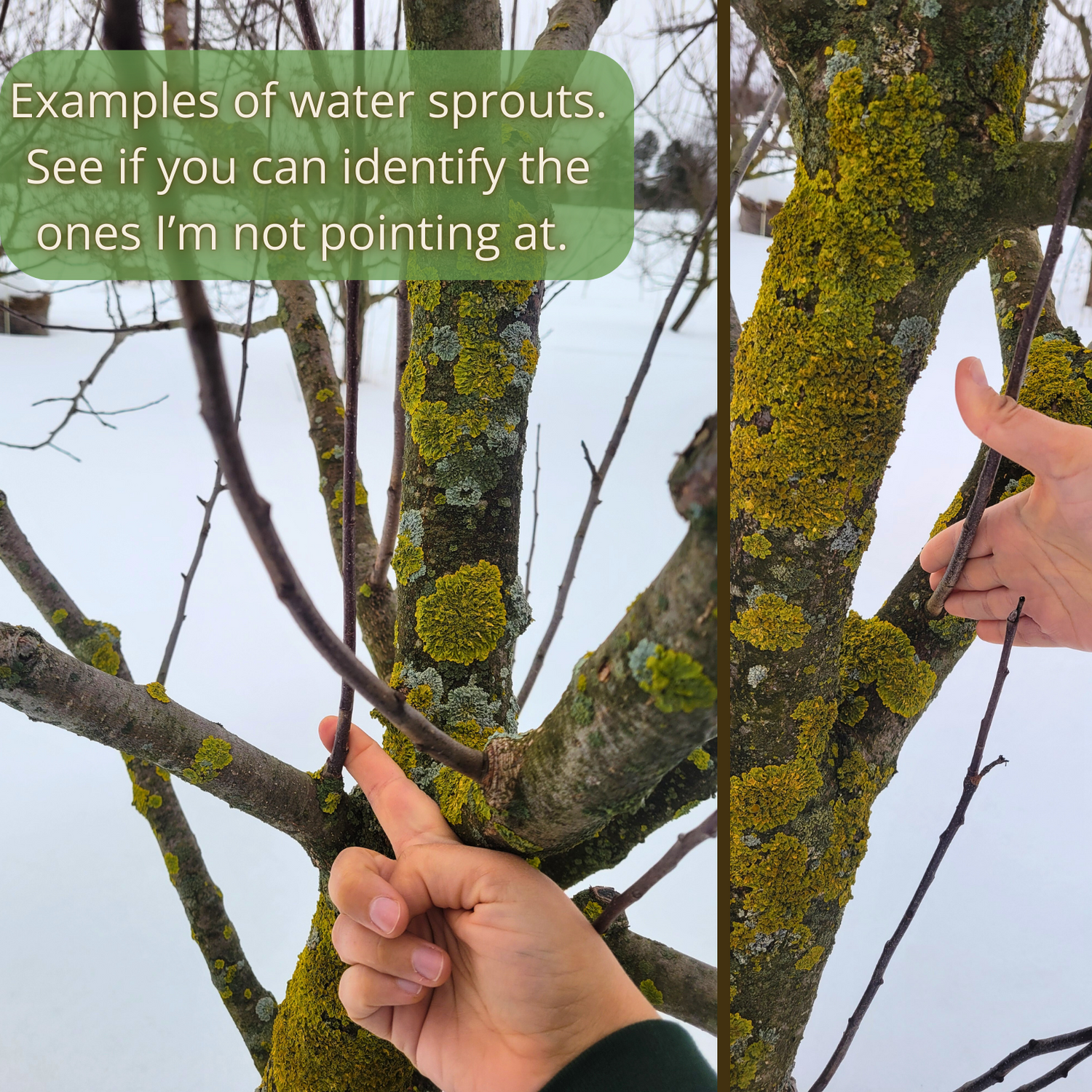 Winter Pruning Workshop & Wassail