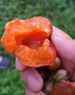 Wild apricot in someone's hand with a bite out of it.