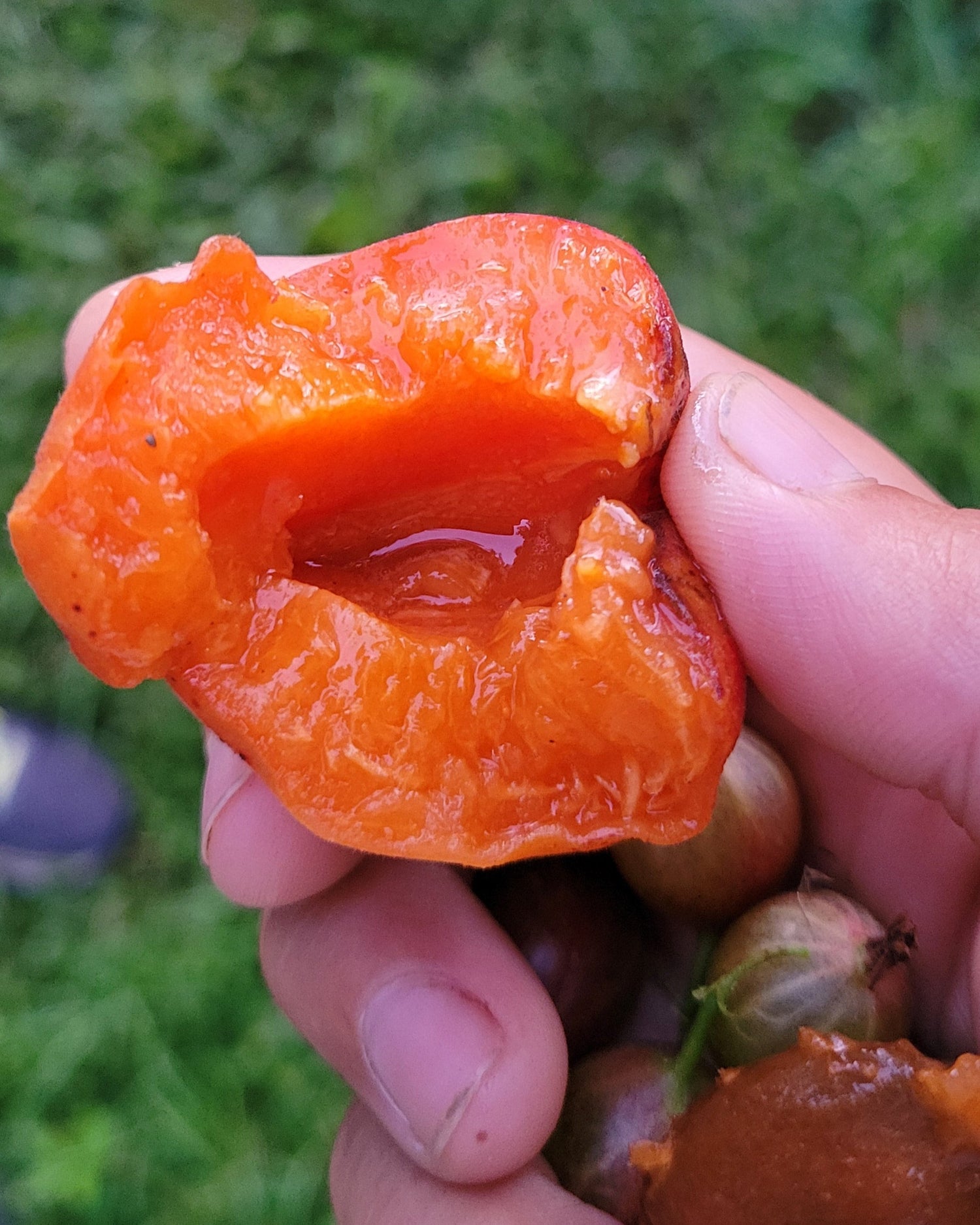Wild apricot in someone's hand with a bite out of it.