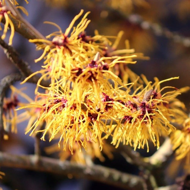 Ozark Witch-Hazel Bareroot