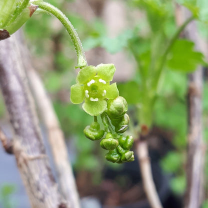 Becker Red current bloom and early fruit.