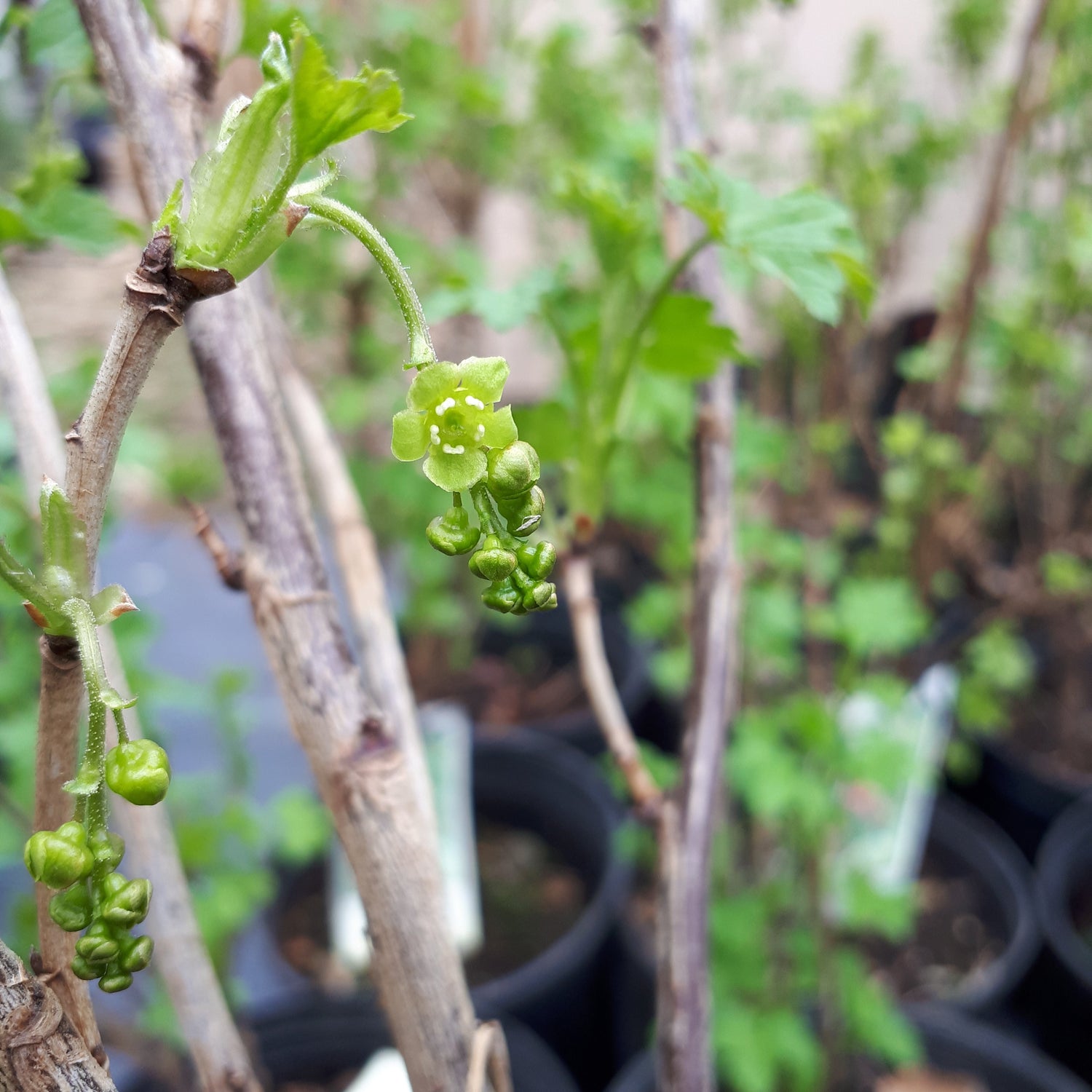 Grandma Ethel Black Currant