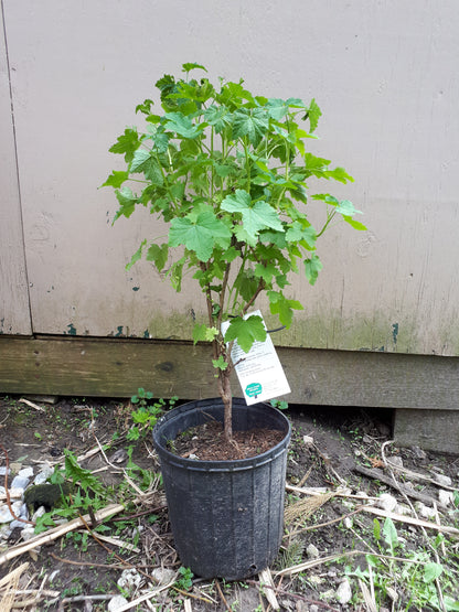 Titania Black Currant plant