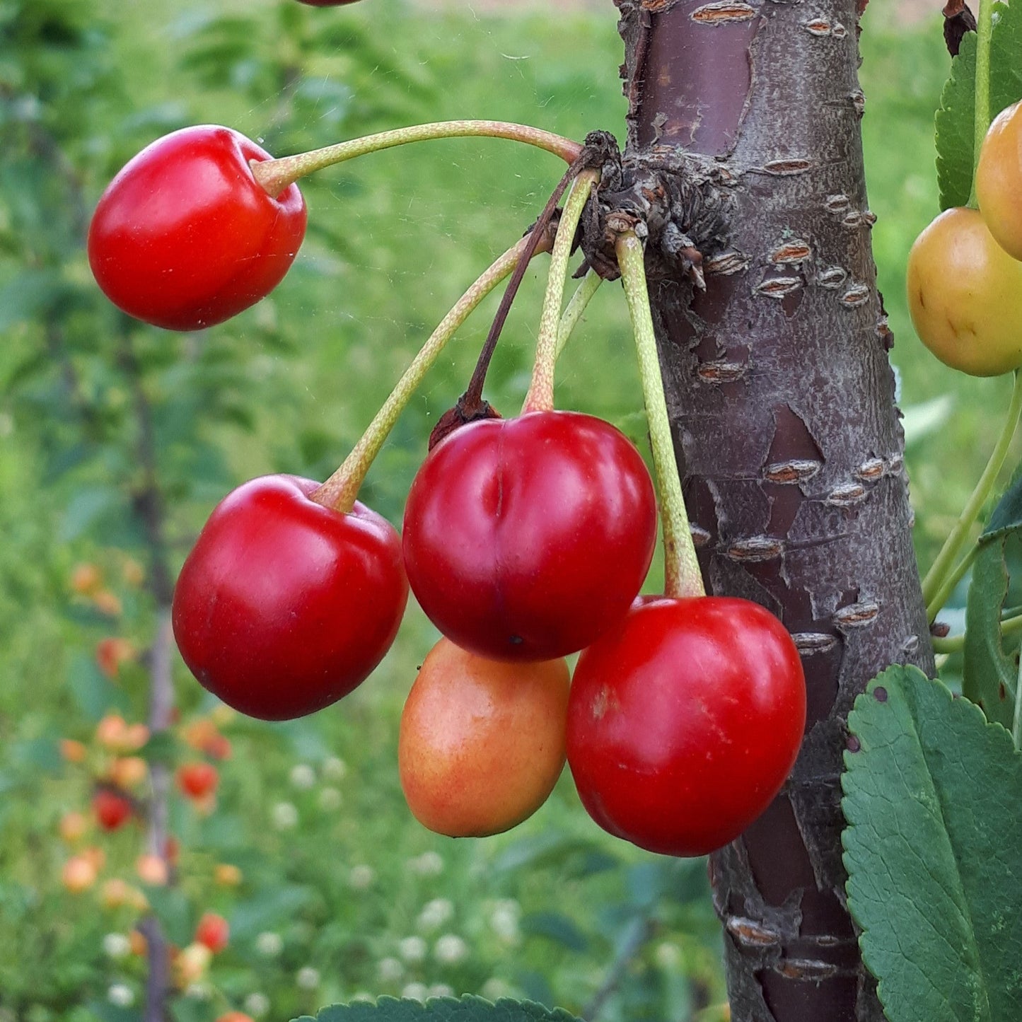 Meteor Sour Cherry Seedling