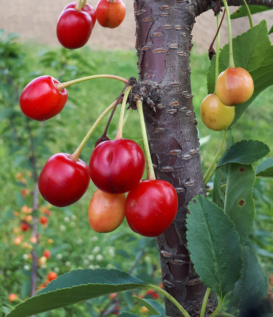 Meteor Sour Cherry Seedling