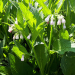 Comfrey - mature plant