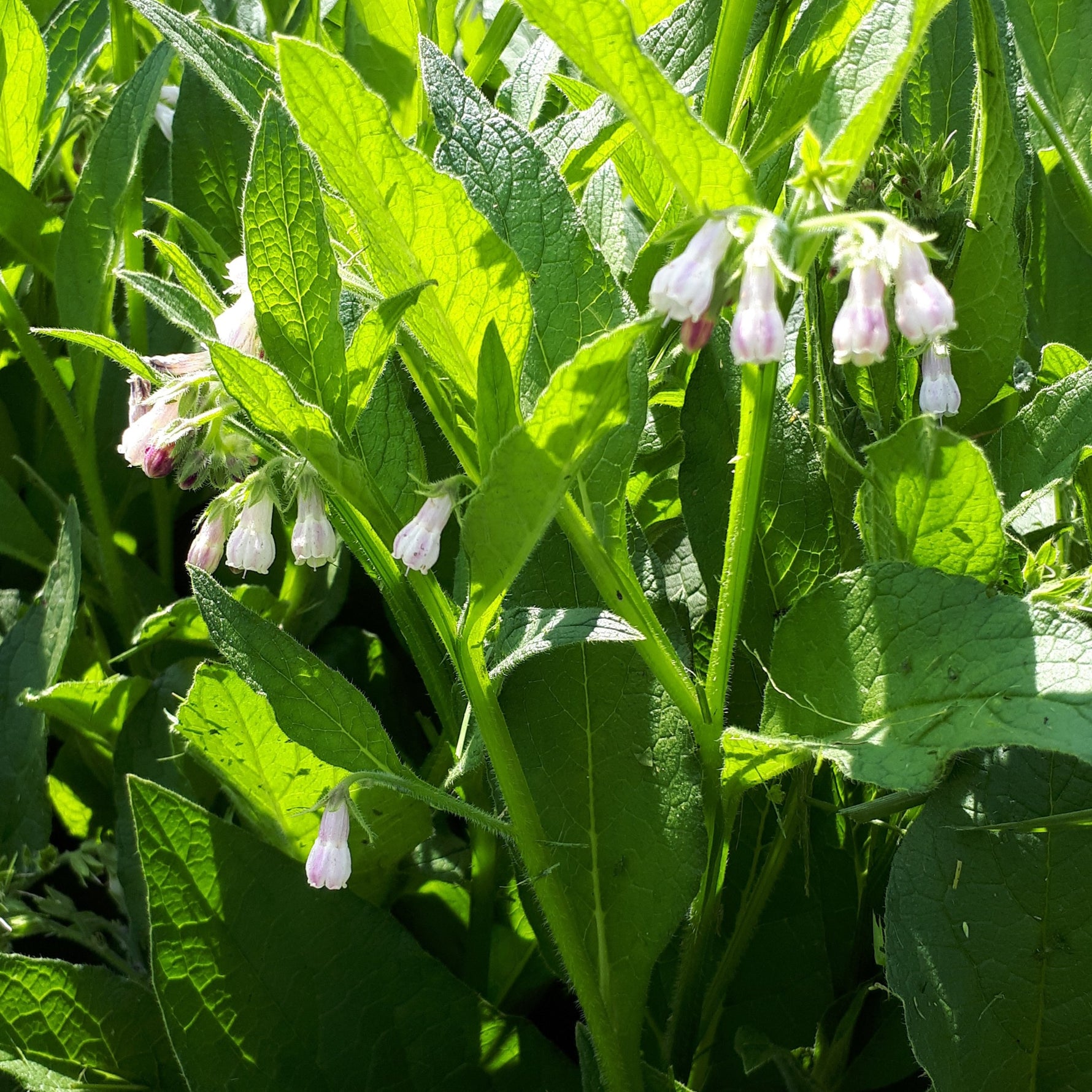 Comfrey - mature plant