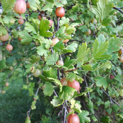 Grandma Julie Gooseberries ripe on the bush