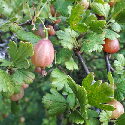 Grandma Julie Gooseberry