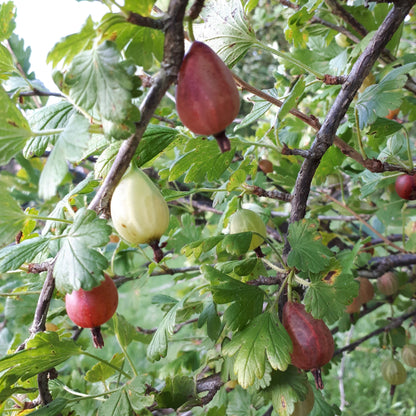 Grandma Julie Gooseberry