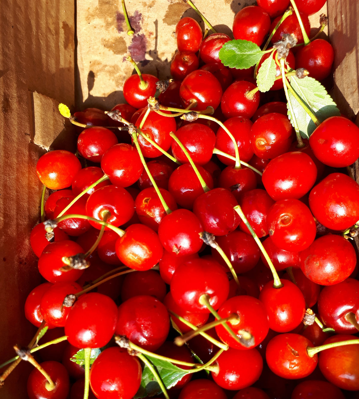 Meteor Sour Cherry