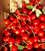 Meteor Sour Cherry