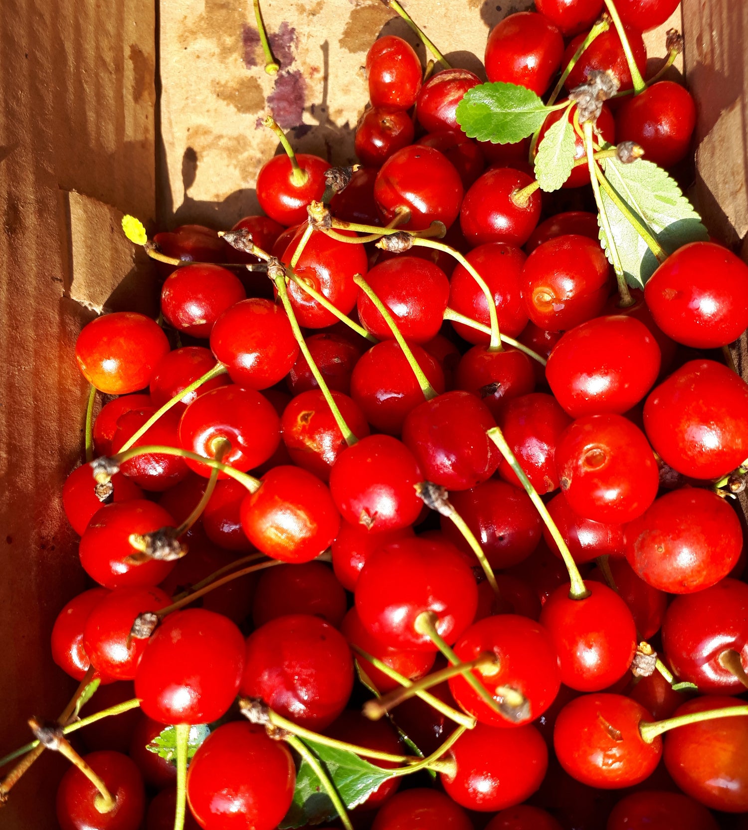 Meteor Sour Cherry