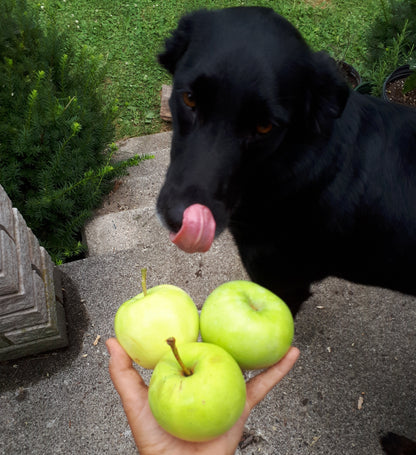 Yellow Transparent Apple