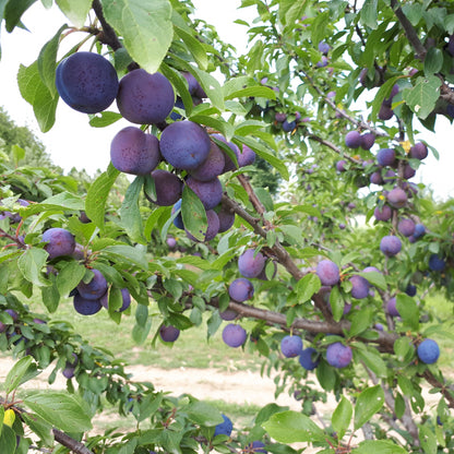 Mount Royal European Plum