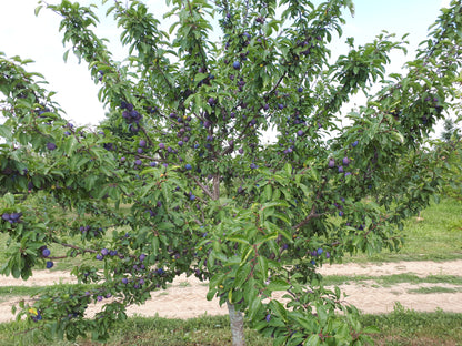 Mount Royal European Plum