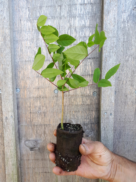 Kentucky Coffeetree Seedling