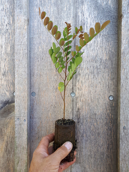 Black Locust seedling held by someone with a wooden background. 