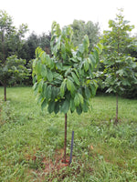 Pawpaw Seedling - view of young tree