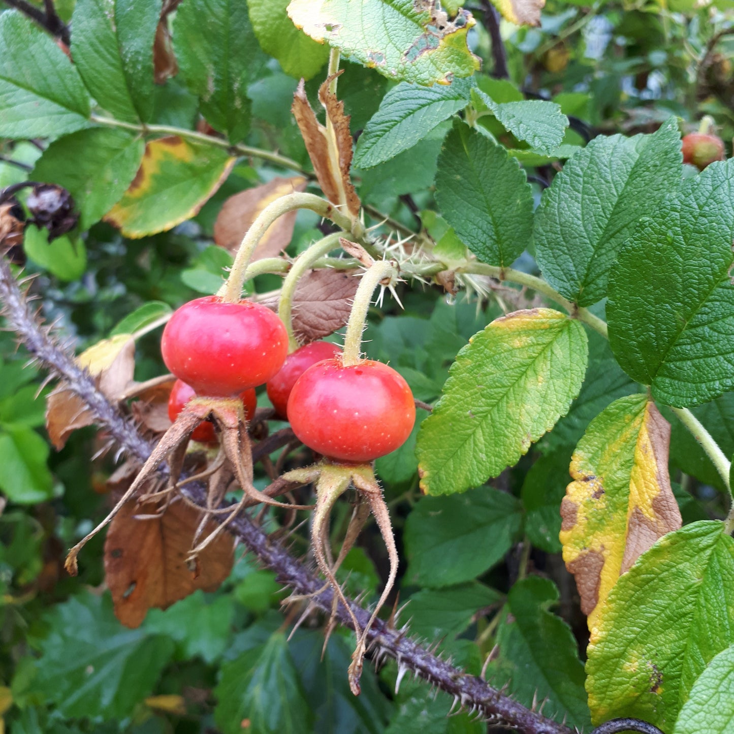 Rugosa Rose