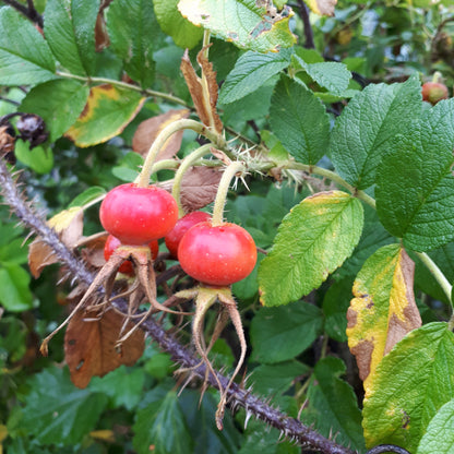 Rugosa Rose - mature plant with hips