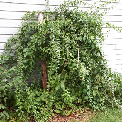 September Gem Goji Berry bush