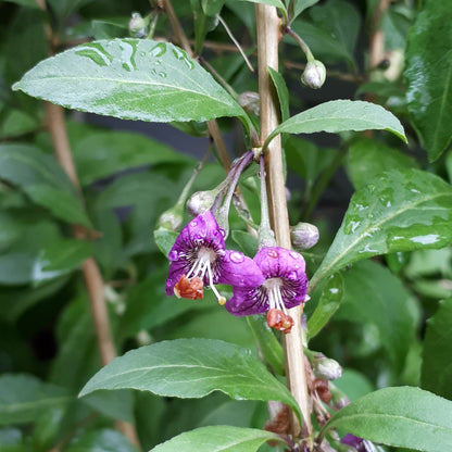 September Gem Goji Berry blossoms