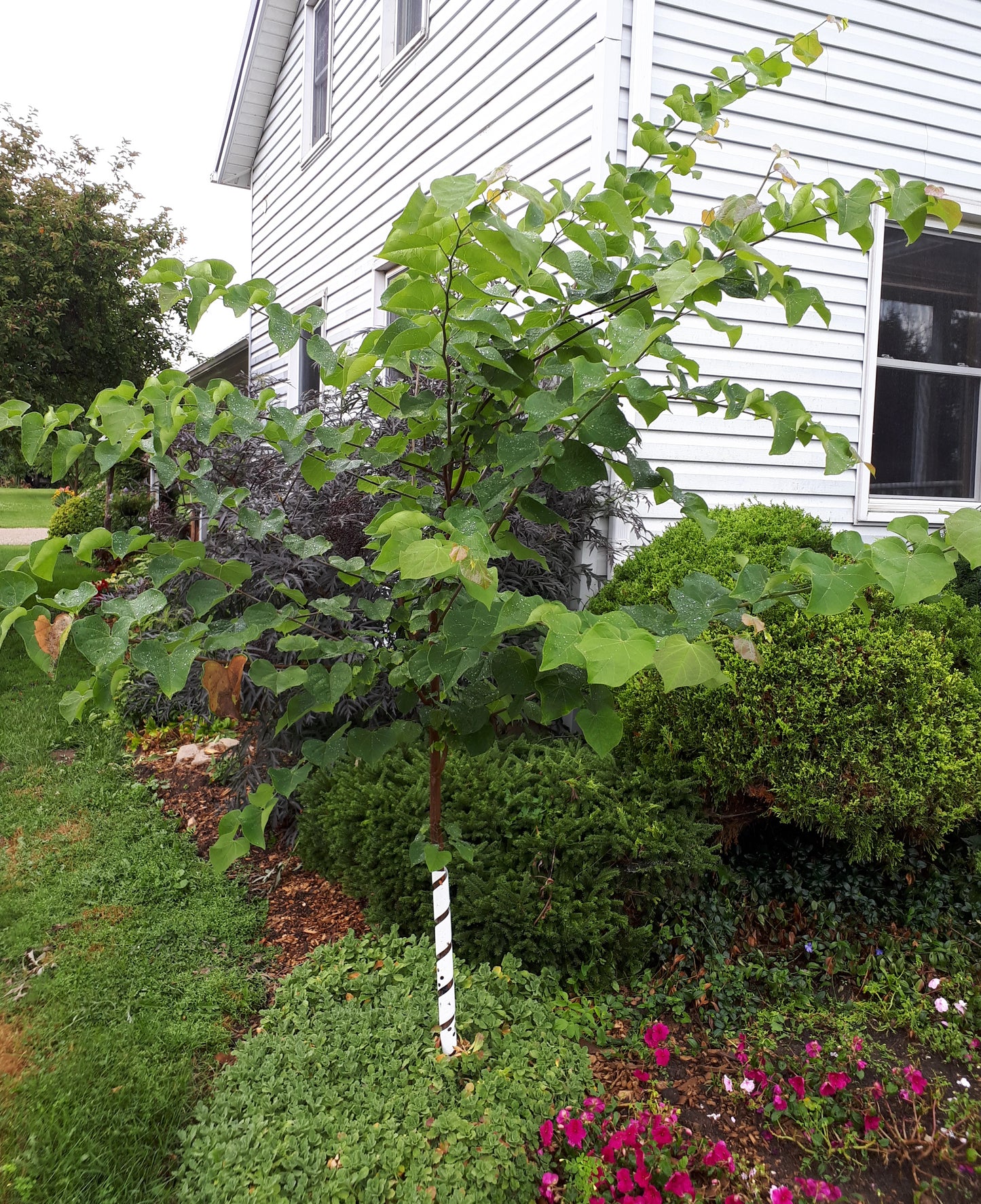 Eastern Redbud Seedling