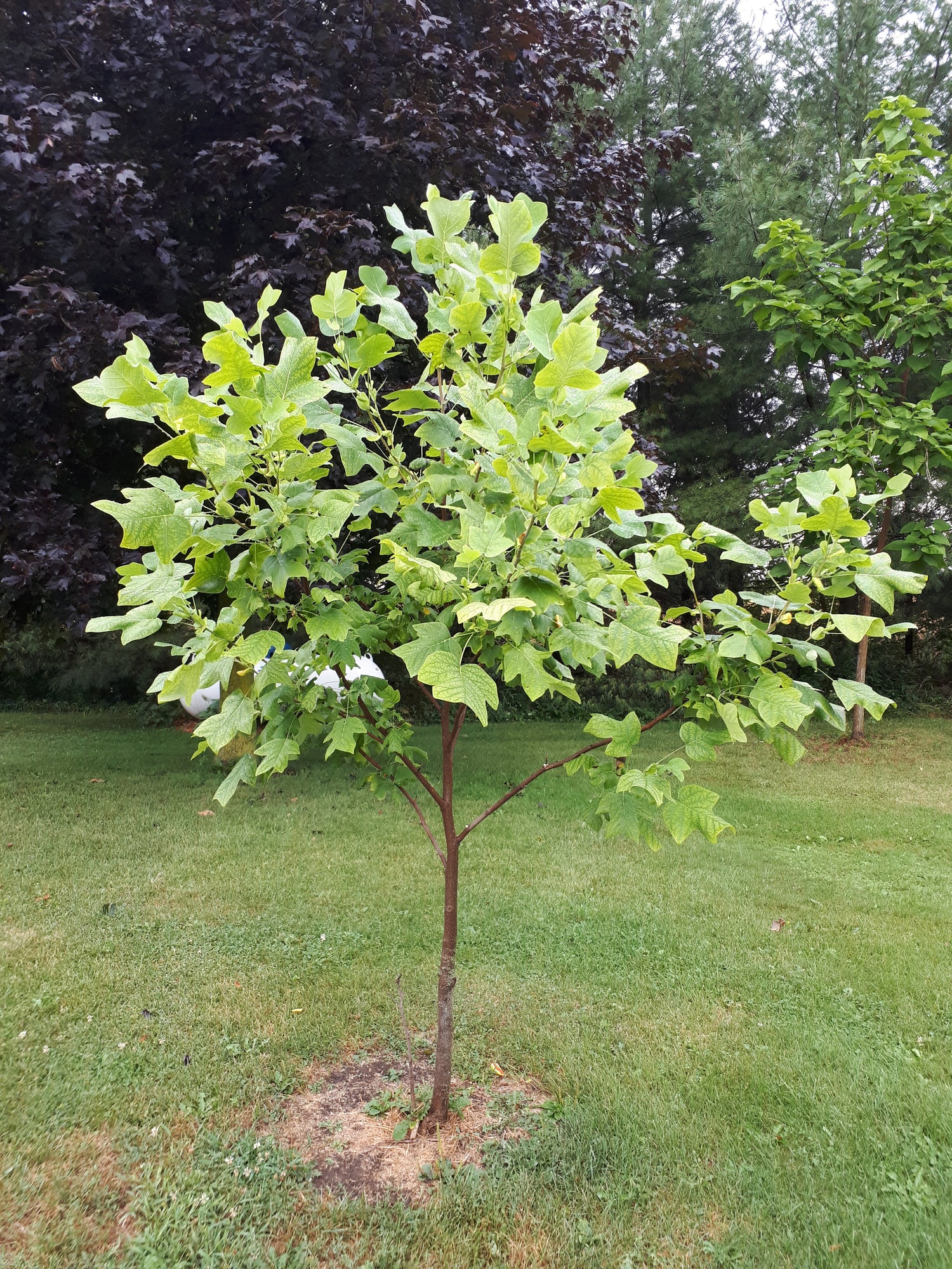 Tulip Tree Seedling Bareroot