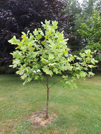 Tulip Tree Seedling