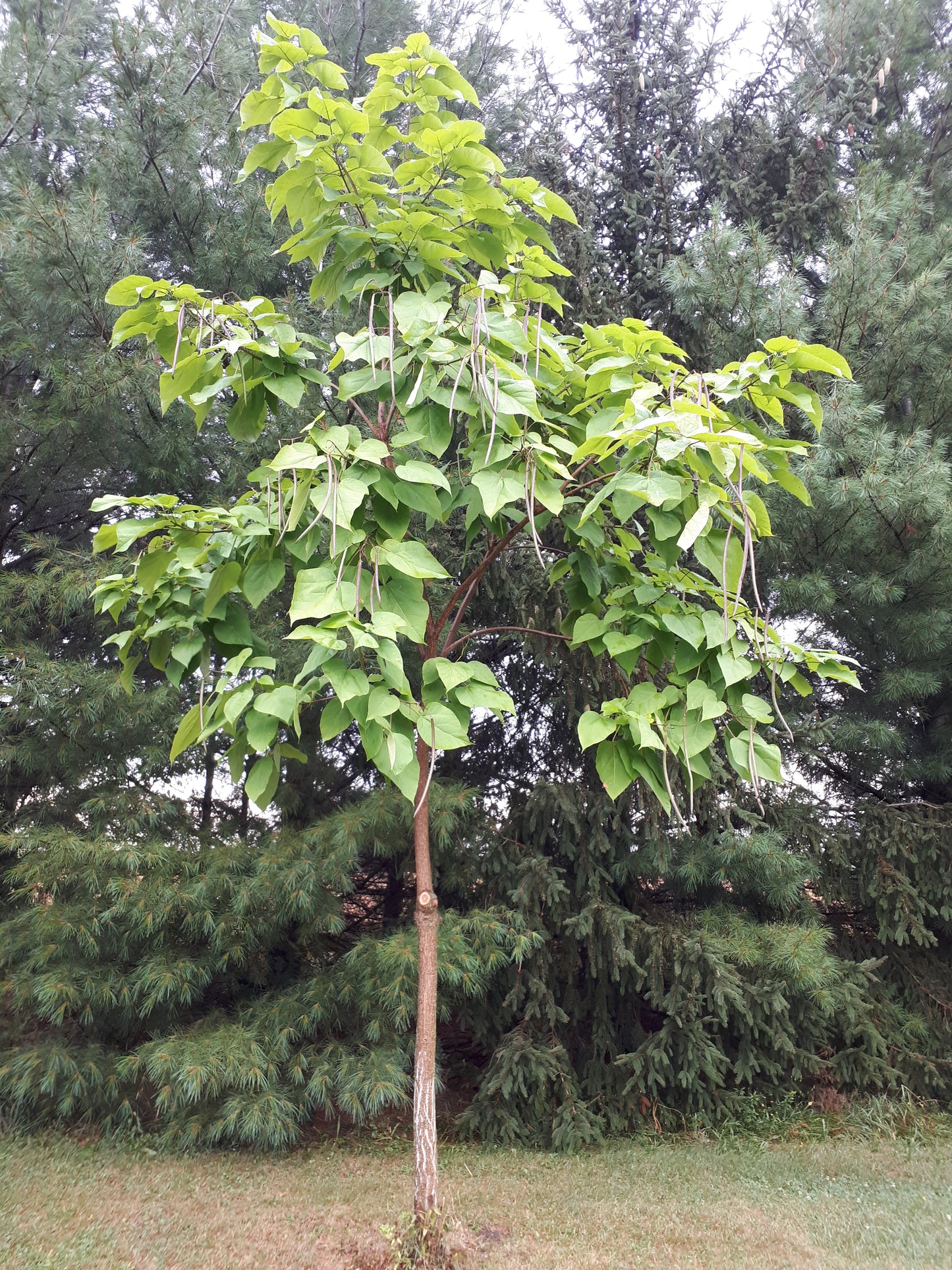 Northern Catalpa Seedling