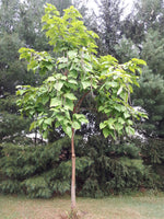 Northern Catalpa - mature tree