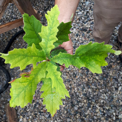 Burr Oak Seedling