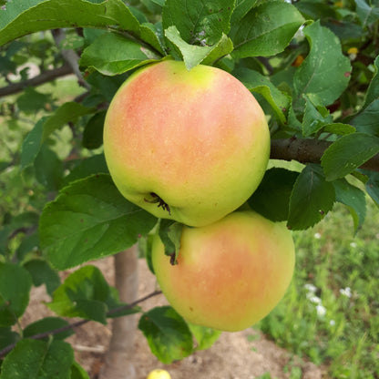 Pristine Apple