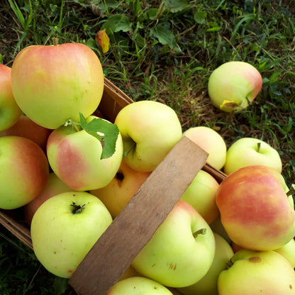 Pristine Apple