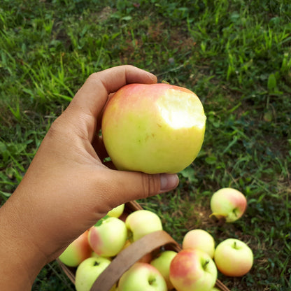 Pristine Apple