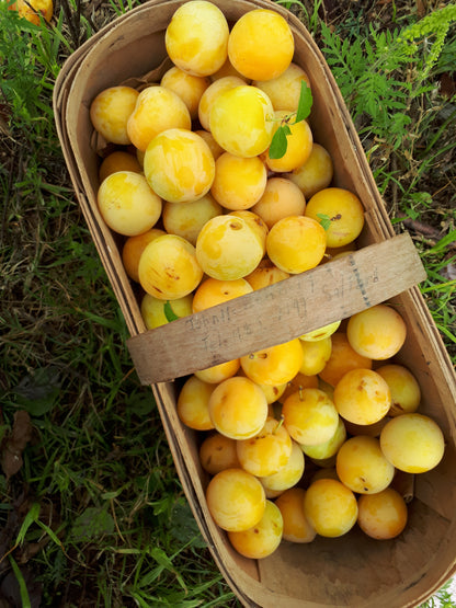 Shiro Japanese Plums in basket