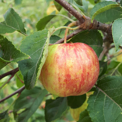 Chestnut Crabapple