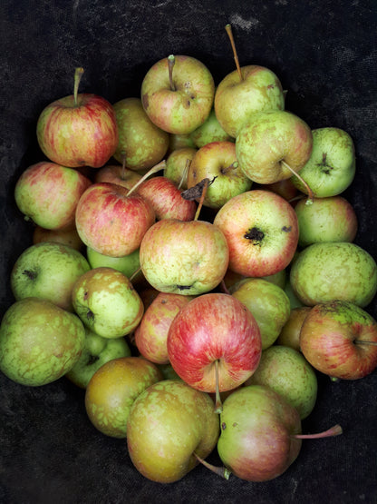 Chestnut Crabapple