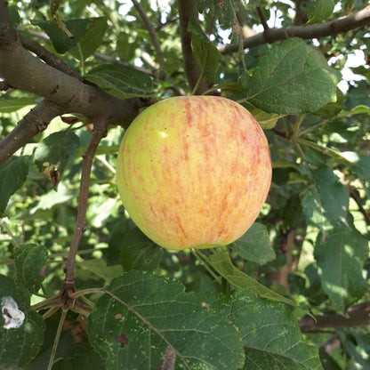 Douce de Charlevoix Apple