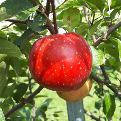 Red Gravenstein Apple